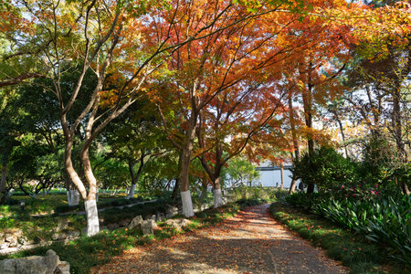 The picturesque autumn scenery of Xinzhuang Park in Minhang District, Shanghai, Chinaの写真素材