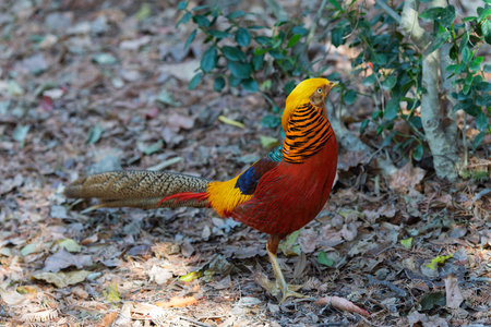 Golden Pheasant, a nationally protected wild animal in China