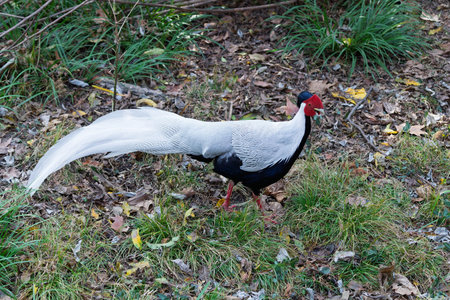 Silver Pheasant, a nationally protected wild animal in China