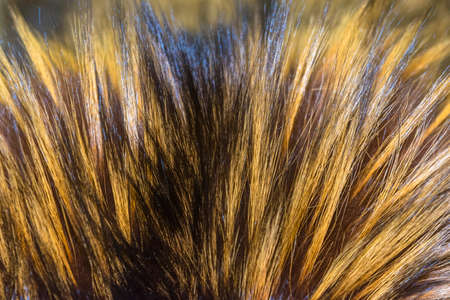 Fur red fox, long beautiful nap. Texture backgroundの写真素材