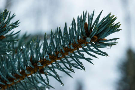 close up of fir branch with drops of waterの写真素材