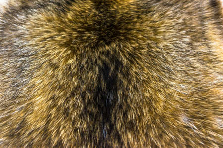 Fur red fox, long beautiful nap. Texture background