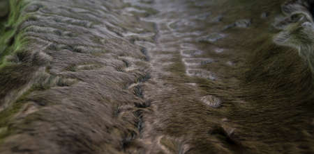 The fur is gray brown karakul lambskin texture, background