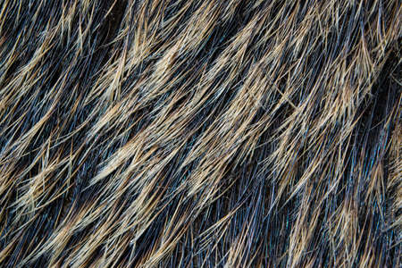 Boar fur texture, wildlife animal, close up.の写真素材