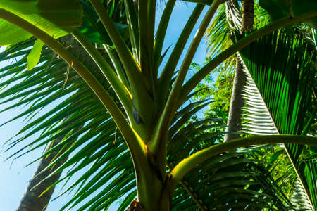 The sun shines through the branches of a palmleaf, blue sky backgroundの写真素材
