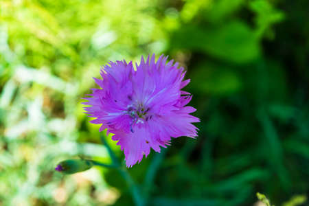 Purple flower on blurred background in a sunny dayの写真素材