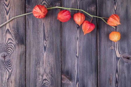 The orange physalis on a dark wood backgroundの写真素材