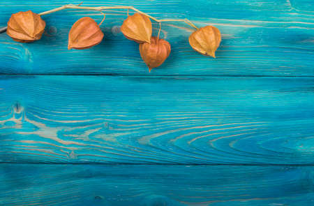 The orange physalis on a blue wood backgroundの写真素材