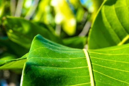 leaf tropical plant  close up viewの写真素材