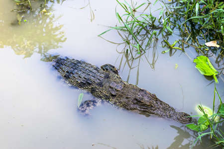 Crocodile in muddy water lake in Asiaの写真素材
