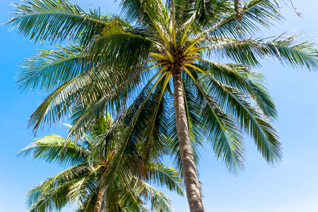 View of palm tree leaves over blue sunny skyの写真素材