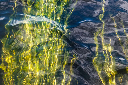 plants that are still under the water,Pattern water texture and movement with lighting focus