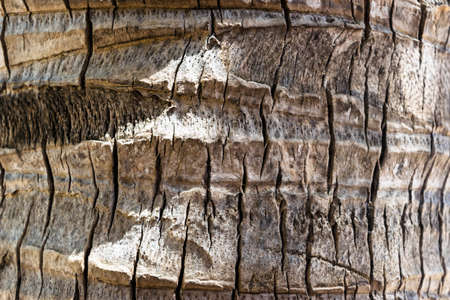 Close up view of Palm tree in the sunの写真素材