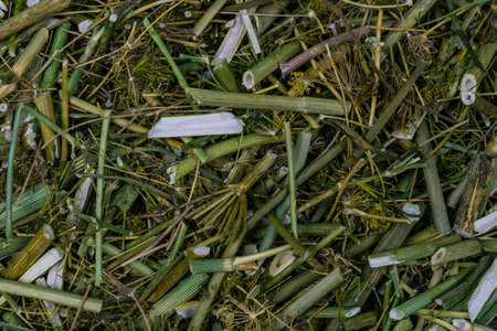 Raw Green Organic Dry Dillの写真素材