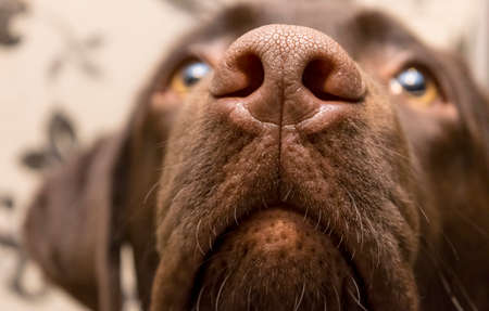 A brown nose of Labrador, close upの写真素材