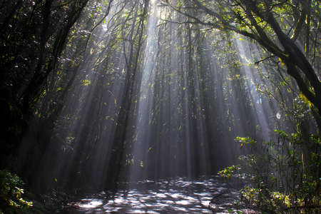 Morning sun light rays piercing through the trees, backgroundの写真素材