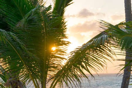 Beautiful tropical sunset through palm tree leavesの写真素材