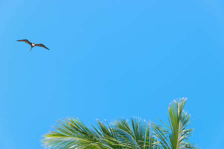 summer tropical palm trees under blue sky and flying birdの写真素材