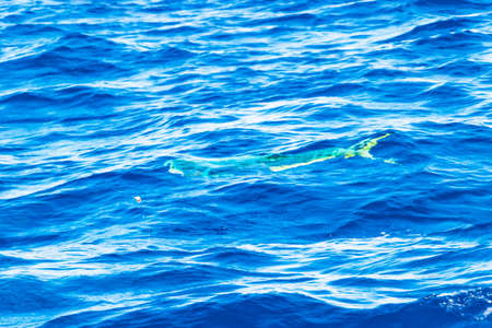 Catching a big ocean fish Mahi Mahi with a fishing hookのeditorial素材