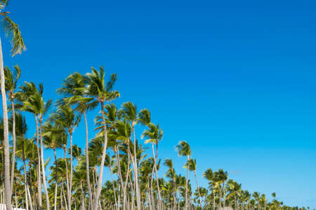 Coco palm tree leaf and crowns on blue sky backgroundの写真素材