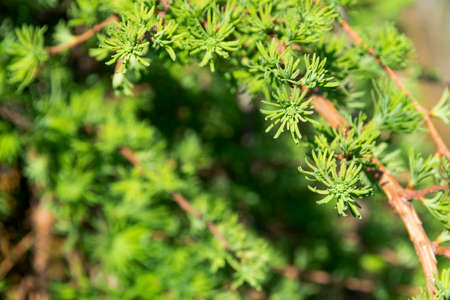 Pine tree branch. Blooming Pine Tree and pine needles