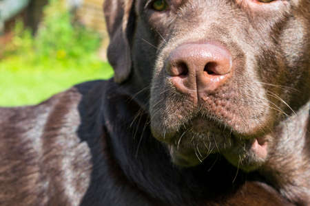 Brown Chocolate Labrador retriever. Dog on the green grass. Dog noseの写真素材