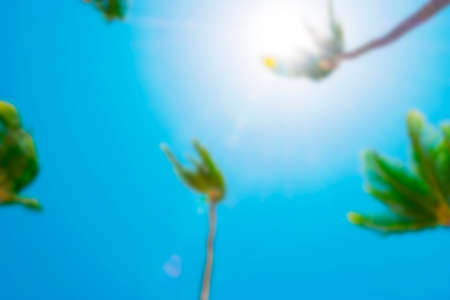 Blurred background with Coco palm tree leaf and crowns on blur blue sky backgroundの写真素材