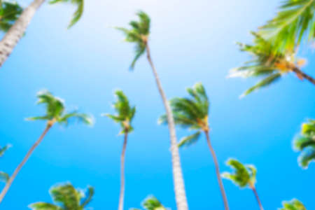 Blurred background with Coco palm tree leaf and crowns on blur blue sky backgroundの写真素材