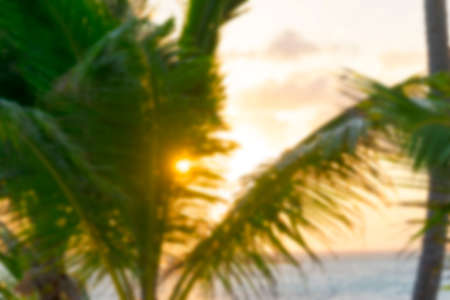 Blurred background with Coco palm leaf and crowns on blur sunset sky backgroundの写真素材