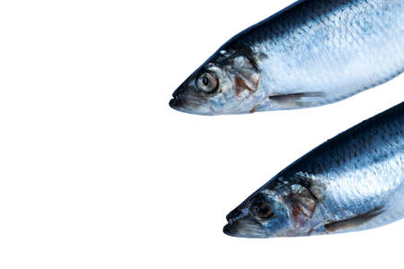 Herring fish isolated on white background. Frozen group of fish. iced atlantic fish. Herrings. Herring pattern. Herring texture. Empty space. Copy space.の写真素材