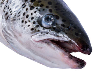 Salmon fish isolated on white background. Fresh wild salmon isolated on a white. Fresh whole salmon....