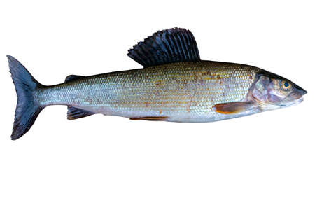 Arctic grayling fish isolated on white background. Freshwater fish. Amazing sports fish.の写真素材