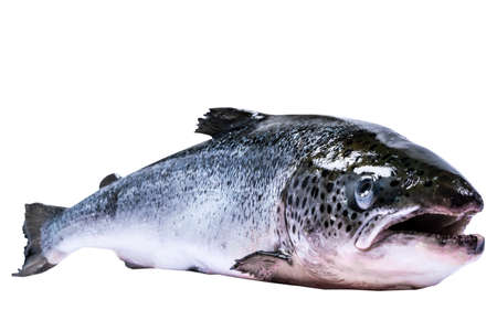 Salmon fish isolated on white background. Fresh wild salmon isolated on a white. Fresh whole salmon. Empty space for text. Copy space.の写真素材
