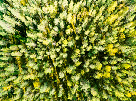 Aerial view of a green forest. Beautiful landscape. Clouds over the green forest. Aerial bird's eye...