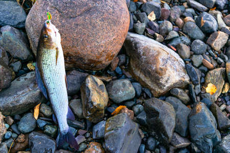 Grayling caught fly fishing tackle. Angler releasing an arctic grayling. Grayling fish caught on the...