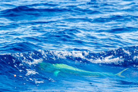 Catching a big ocean fish Mahi Mahi with a fishing hook. Sucsessful fishing concept. ocean fishing. の写真素材