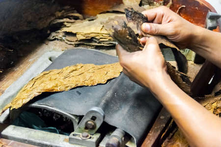 Traditional manufacture of cigars at the tobacco factory. Closeup of old hands making a cigar from tobacco leaves in a traditional cigar manufacture. Close up of hands making a cigar from tobacco leaves.の写真素材