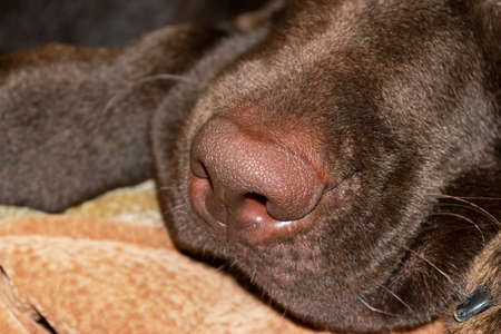 A brown nose of Labrador close up. Chocolate Labrador retriever nose. Brown labrador.の写真素材