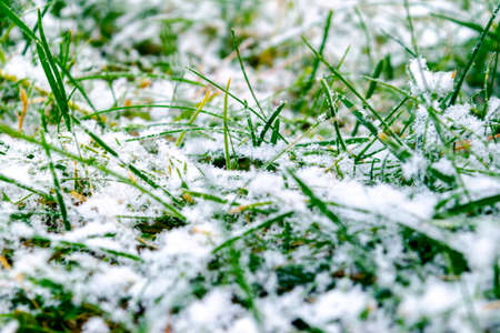 Green grass under the snow. Grass covered with snow. White snow and green grass background. Grass on a meadow covered with snow. Winter meadows with grass covered with frostの写真素材
