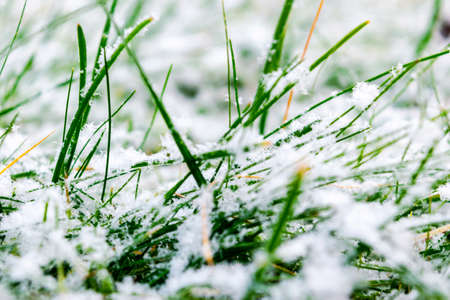 Green grass under the snow. Grass covered with snow. White snow and green grass background. Grass on a meadow covered with snow. Winter meadows with grass covered with frostの写真素材