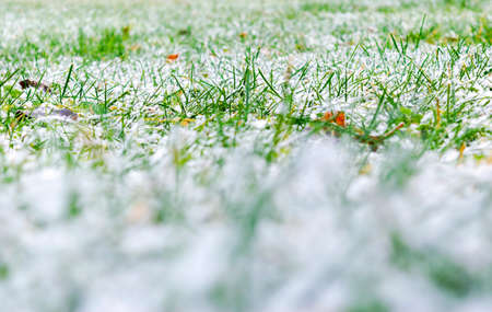 Green grass under the snow. Grass covered with snow. White snow and green grass background. Grass on a meadow covered with snow. Winter meadows with grass covered with frostの写真素材