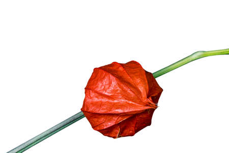 Chinese lantern (Physalis franchetii) plant isolated on white background. Branch of physalis isolated on white background.の写真素材