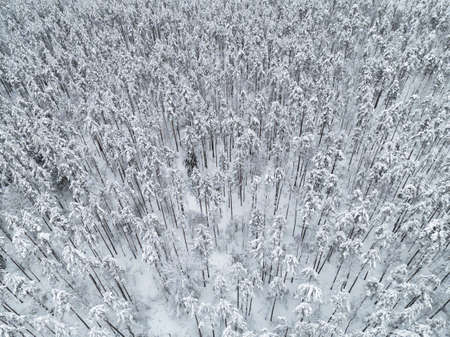 Aerial view of a winter snow-covered pine forest. Winter forest texture. Aerial view. Aerial drone...