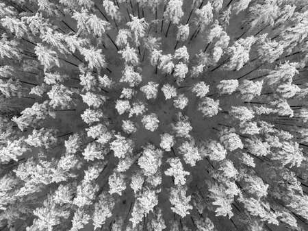 Aerial view of a winter snow-covered pine forest. Winter forest texture. Aerial view. Aerial drone...