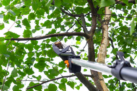 Seasonal pruning trees with pruning shears. Gardener pruning fruit trees with pruning shears. Taking...