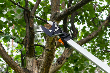 Seasonal pruning trees with pruning shears. Gardener pruning fruit trees with pruning shears. Taking...