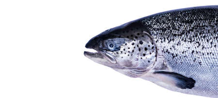 Salmon fish isolated on white background. Fresh wild salmon isolated on a white with clipping path. Fresh whole salmon. Empty space for text. Copy space.の写真素材