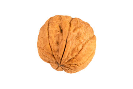 Walnut on the white background. Close up shot of whole walnut isolated on white background. Single walnut whole on a white background. の写真素材