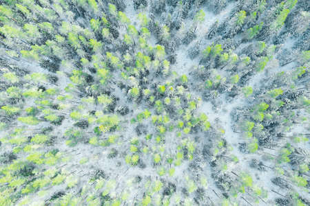 Aerial view of a winter snow-covered pine forest. Winter forest texture. Aerial view. Aerial drone...