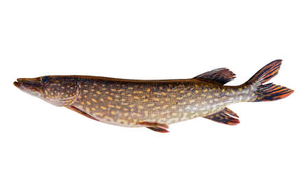 Pike isolated on white background with clipping path. Big live pike fish isolated over white background.の写真素材